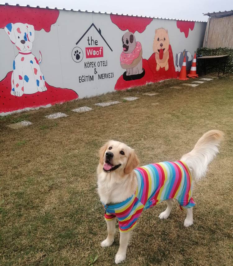 The Woof Dog Resort